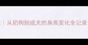拉布拉多成长时间表从奶狗到成犬的身高变化全记录附科学喂养指南