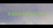 泰迪狗的耳朵怎么清理