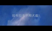 拉布拉多早期犬瘟
