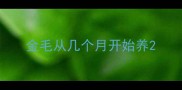 金毛从几个月开始养