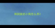 刚到家的小狗怎么养