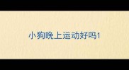 小狗晚上运动好吗