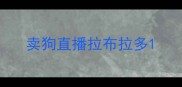 卖狗直播拉布拉多