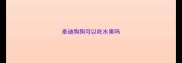 泰迪狗狗可以吃水果吗