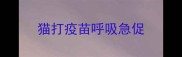 猫打疫苗呼吸急促
