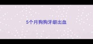 5个月狗狗牙龈出血