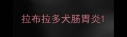 拉布拉多犬肠胃炎