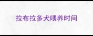 拉布拉多犬喂养时间