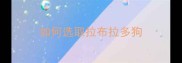 如何选取拉布拉多狗