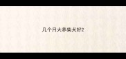 几个月大养柴犬好