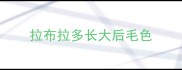 拉布拉多长大后毛色