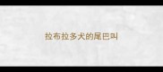 拉布拉多犬的尾巴叫