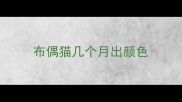 布偶猫几个月出颜色