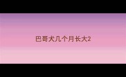 巴哥犬几个月长大