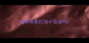 猫咪需要打细小疫苗吗