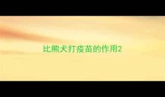 比熊犬打疫苗的作用