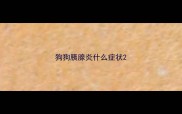 狗狗胰腺炎什么症状