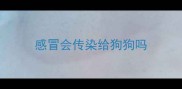 感冒会传染给狗狗吗