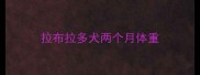 拉布拉多犬两个月体重