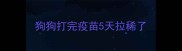 狗狗打完疫苗5天拉稀了