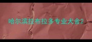 哈尔滨拉布拉多专业犬舍