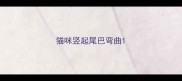 猫咪竖起尾巴弯曲