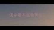 保定哪有宠物医院