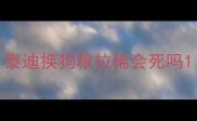 泰迪换狗粮拉稀会死吗