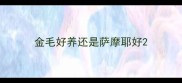 金毛好养还是萨摩耶好