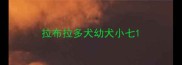 拉布拉多犬幼犬小七