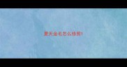 夏天金毛怎么修剪