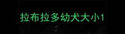 拉布拉多幼犬大小