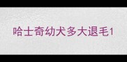哈士奇幼犬多大退毛