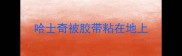 哈士奇被胶带粘在地上