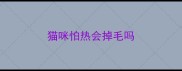 猫咪怕热会掉毛吗