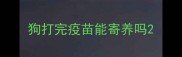 狗打完疫苗能寄养吗