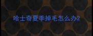 哈士奇夏季掉毛怎么办