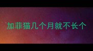 加菲猫几个月就不长个