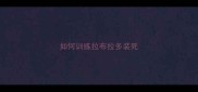如何训练拉布拉多装死