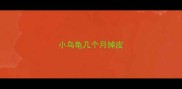 小乌龟几个月掉皮