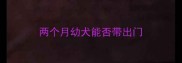 两个月幼犬能否带出门