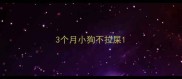 3个月小狗不拉屎