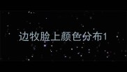 边牧脸上颜色分布