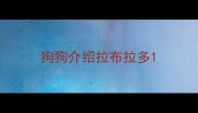 狗狗介绍拉布拉多