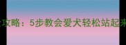 泰迪犬站立训练全攻略5步教会爱犬轻松站起来附视频教程