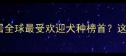 拉布拉多犬为何稳居全球最受欢迎犬种榜首这份最新排名请收好