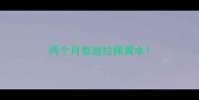 两个月泰迪拉稀黄水