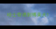 哈士奇遇到博美犬