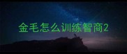金毛怎么训练智商
