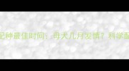 柴犬配种最佳时间母犬几月发情科学配种指南